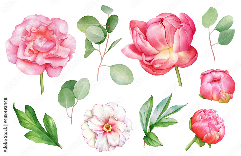 Watercolor illustrations of peony flowers and eucalyptus twigs Watercolor illustrations of peony flowers and eucalyptus twigs