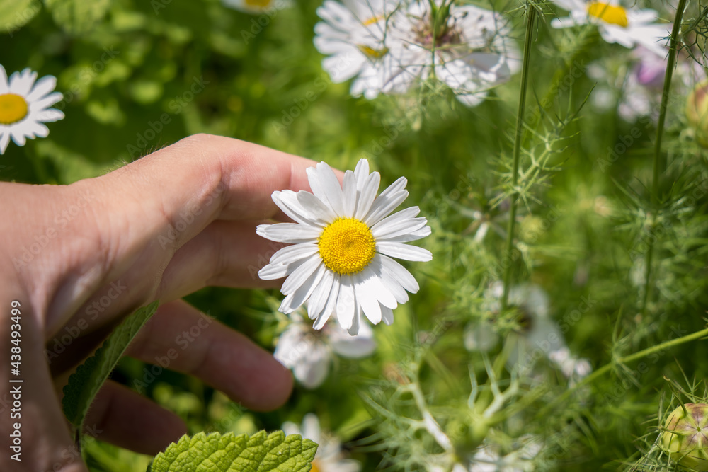 Green leaves and daisy flowers. He is holding a daisy with his hand. Colorful flowers and daisies. Selective focus, close-up. Green leaves and daisy flowers. He is holding a daisy with his hand. Colorful flowers and daisies. Selective focus, close-up.