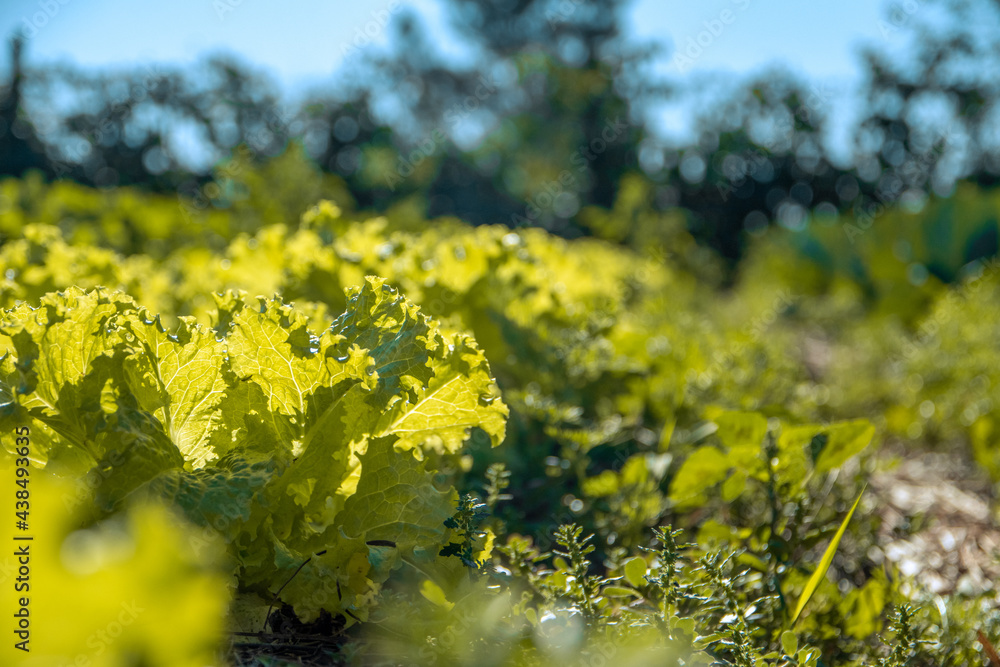 Obraz premium Lechuga