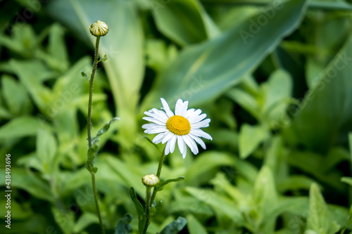 Close-up of a daisy flower. Green leaves, buds and daisy flower. Flowers in the botanical park. Close-up, space for text, selective focus. photo