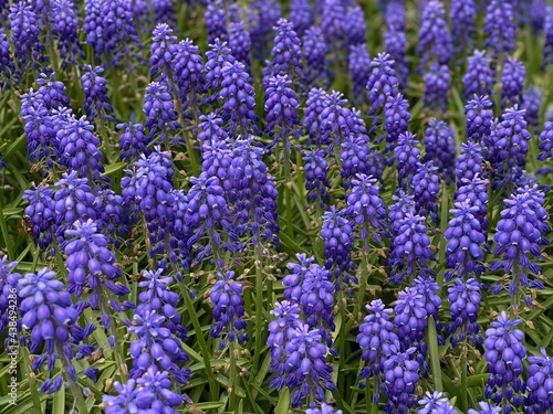lavender field in region. lavender flowers in the garden. 