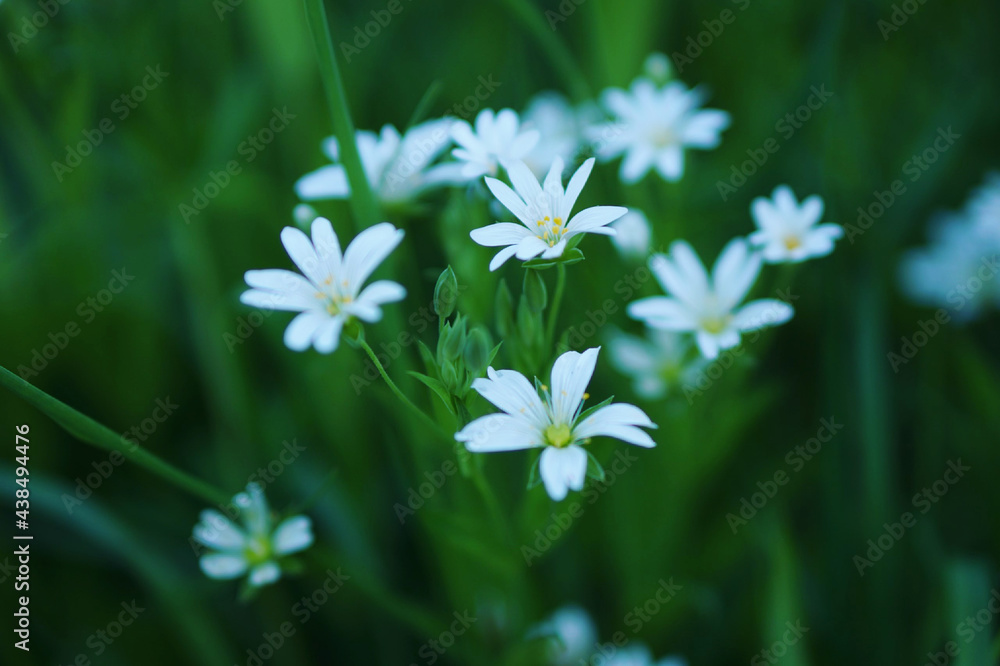flowers on grass. flowers in the garden. flowers. flowers on grass. flowers in the garden. flowers.