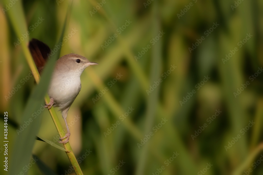 Fototapeta premium Nature and bird. Lake habitat background.