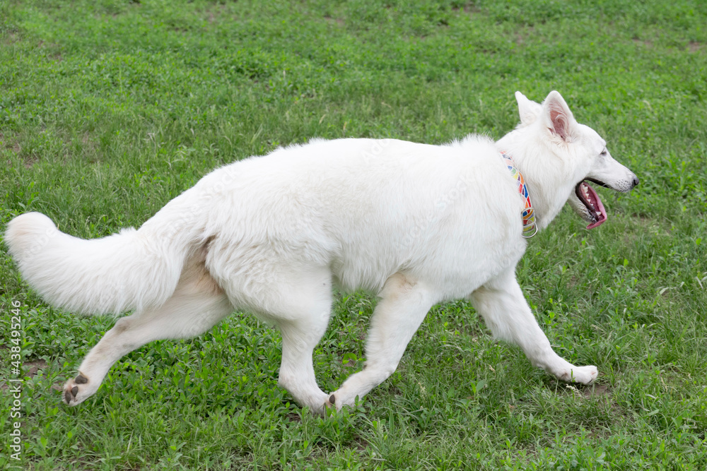 Cute white swiss shepherd dog puppy is running on a green grass in the summer park. Pet animals. Cute white swiss shepherd dog puppy is running on a green grass in the summer park. Pet animals.