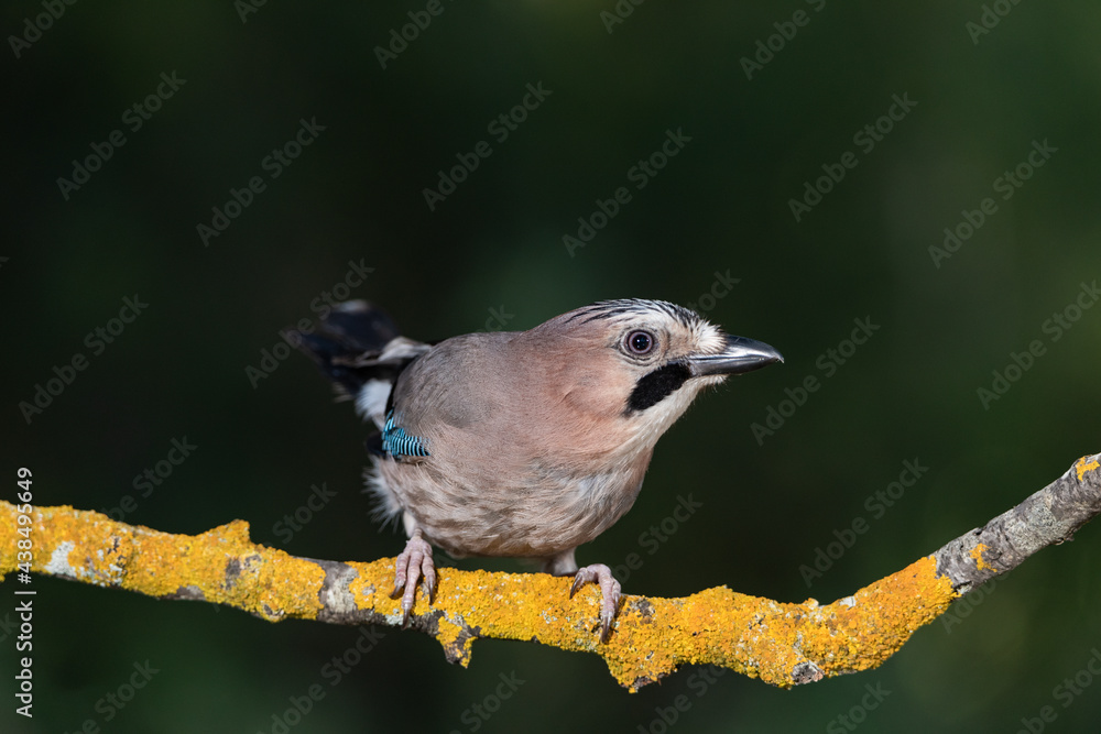Obraz premium arrendajo euroasiático​ (Garrulus glandarius) posado en una rama con líquenes 