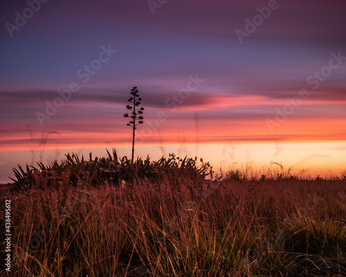 Algave, Argentina's Atlantic coastline photo