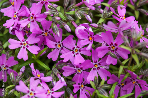 background of small lilac flowers and green leaves