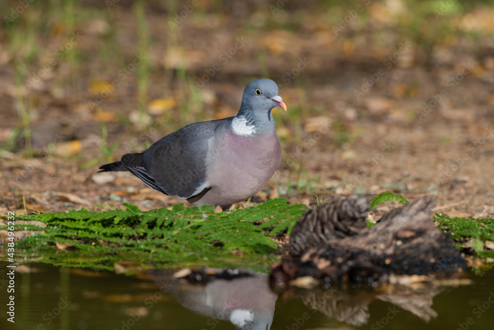 Fototapeta premium paloma torcaz ​ en el suelo del bosque (Columba palumbus)