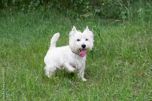Cute white scottish terrier puppy is walking on a green grass in the summer park. Pet animals