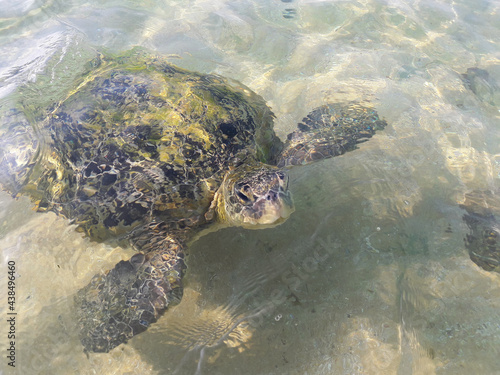 Turtle swimming near the shore in paradise beach, in the coral reef