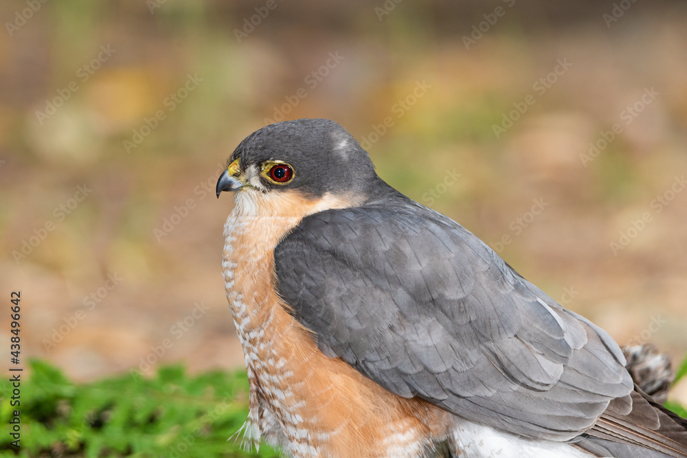 gavilán común bañándose en la charca del bosque mediterráneo (Accipiter nisus) gavilán común bañándose en la charca del bosque mediterráneo (Accipiter nisus)