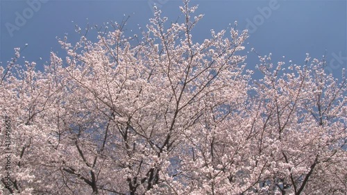 Wallpaper Mural 満開の桜 Torontodigital.ca