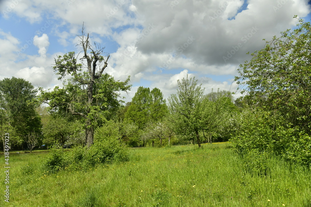 Zone de gazon non tondu entre les arbres dominant l'étang principal aux Jardins Jean Sobieski à Laeken 