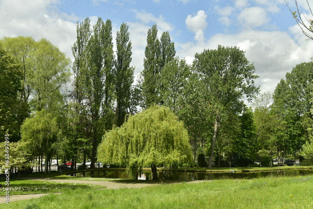 Zone de gazon non tondu entre les arbres dominant l'étang principal aux Jardins Jean Sobieski à Laeken 