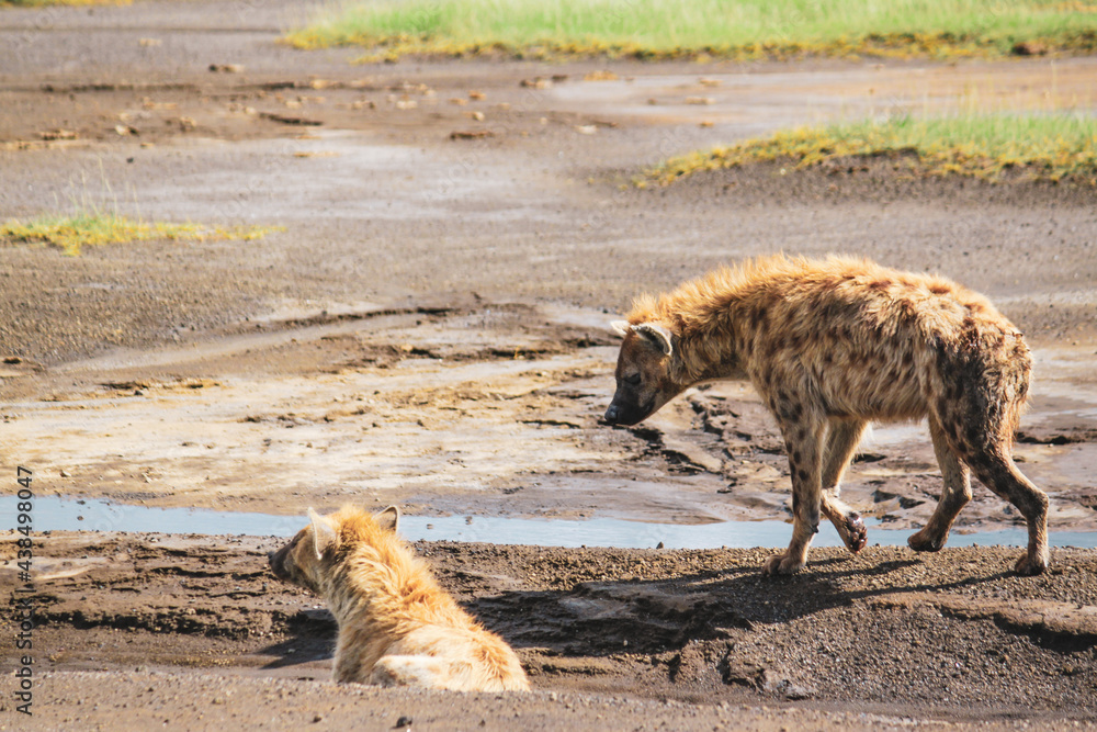 Obraz premium Nakuru National Park Safari Tour