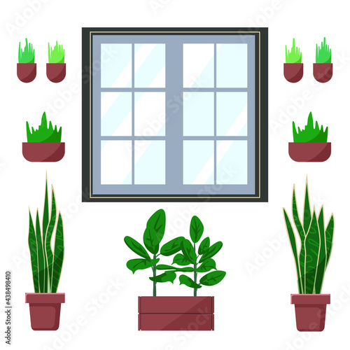 a window with indoor or outdoor flowers in flowerpots: ficus, pike tail, grass. Ficus in a wooden box. Vector stock illustration. isolated white background. interior accessories
