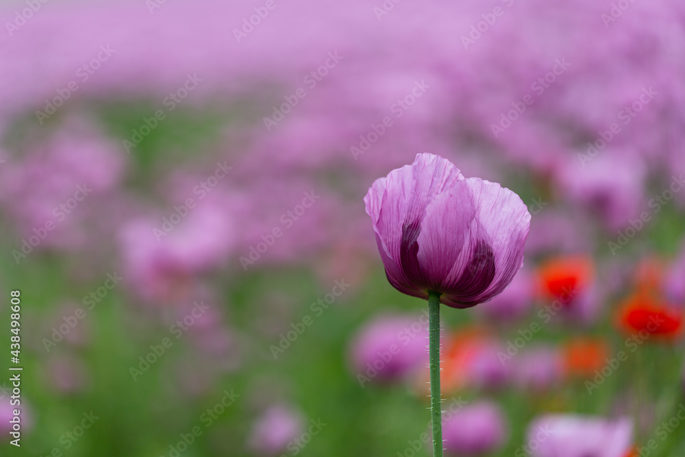 Violett-rosafarbene Blüte des Schlafmohns vor dem Hintergrund des Schlafmohnfeldes mit rotem Mohn Violett-rosafarbene Blüte des Schlafmohns vor dem Hintergrund des Schlafmohnfeldes mit rotem Mohn