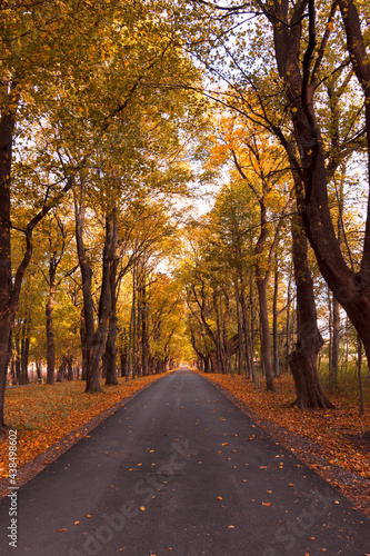A straight lane is lined with maple trees in the fall in Wisconsin.