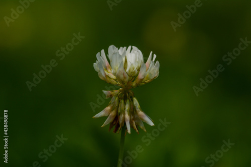 Trifolium repens