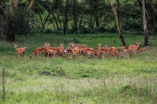 Fototapeta Naklejka Na Ścianę i Meble -  Nakuru National Park Safari Tour