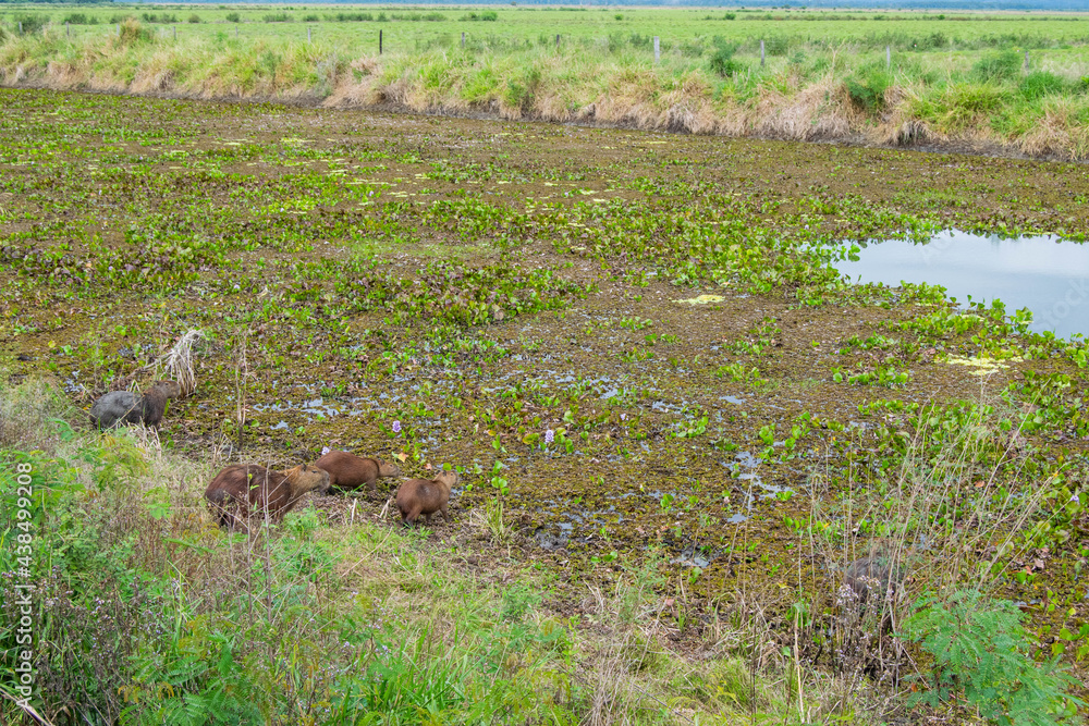 Pantanal - Brazil. A flock of capybaras in the Pantanal Pantanal - Brazil. A flock of capybaras in the Pantanal