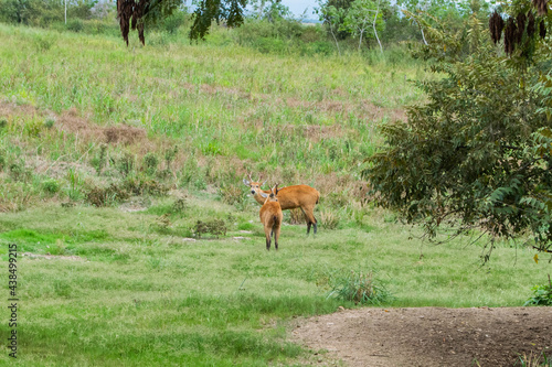Pantanal - Brazil. Deer in the Pantanal