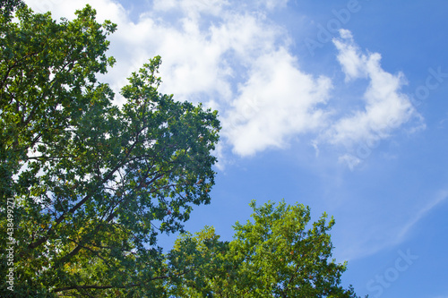 Part of the crown of a deciduous tree against a background of blue sky and clouds. The branches of a tree with green foliage are in the lower left corner of the image. Bottom view.