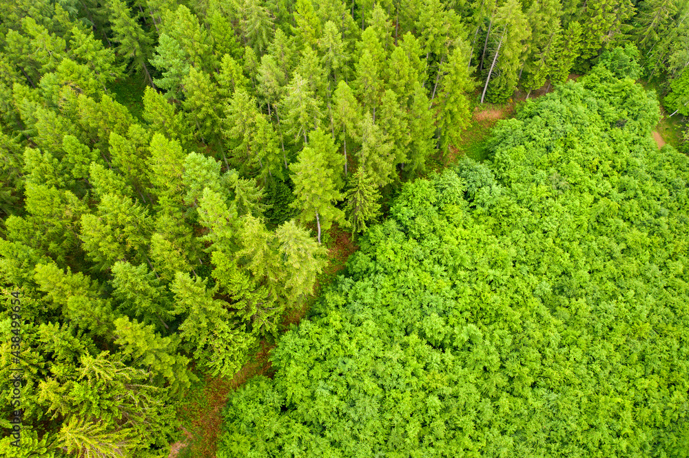 a needle forest and a young deciduous forest from above