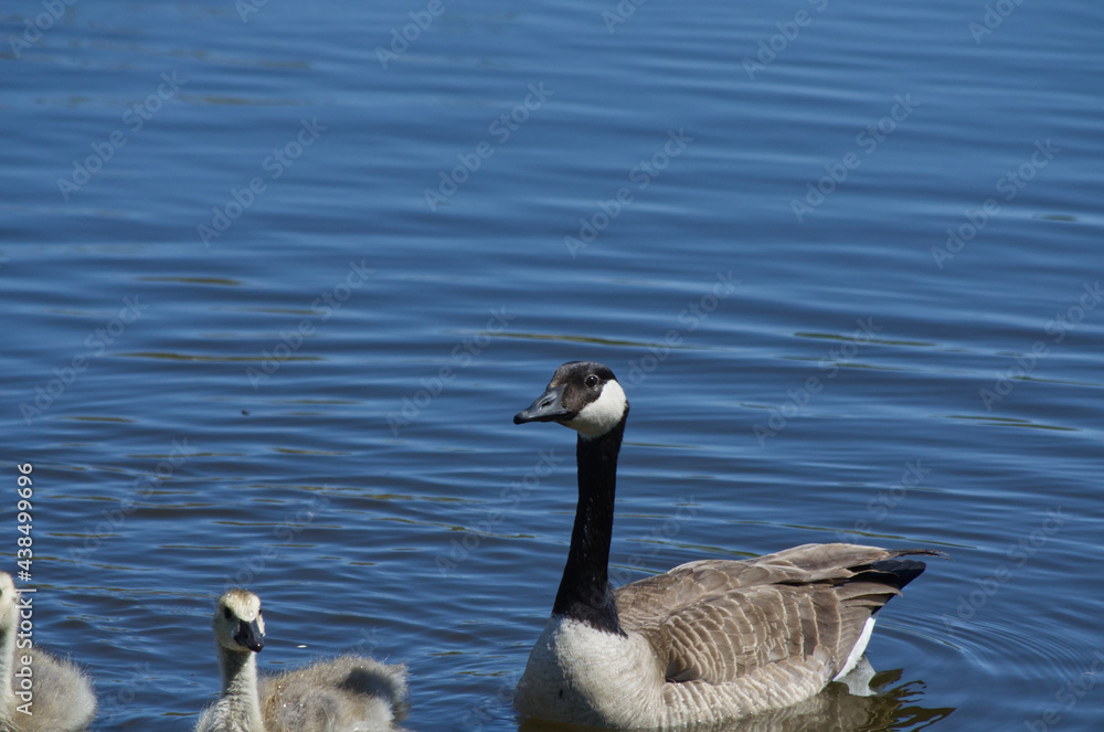 A Canadian Goose Family in the Water