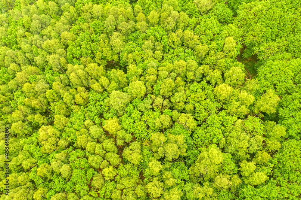 a lush and healthy deciduous forest from above