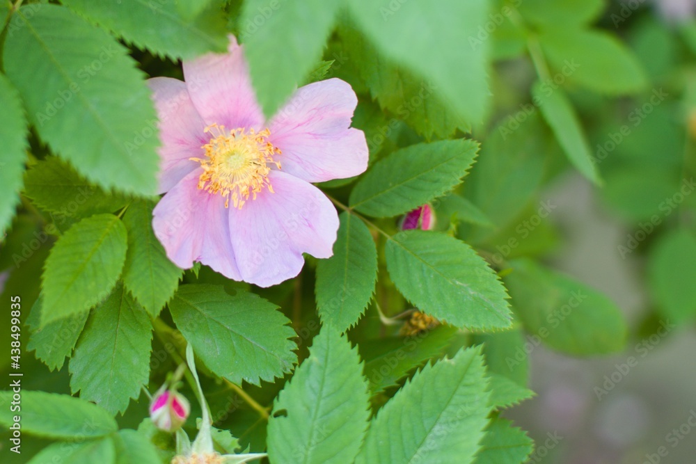 Yellow stamens on delicate pink petals of flower on blurred background of green bush leaves Yellow stamens on delicate pink petals of flower on blurred background of green bush leaves