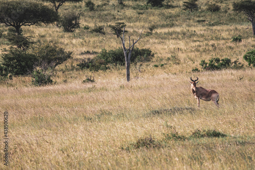 Fototapeta Naklejka Na Ścianę i Meble -  Maasai Mara National Park Safari Tour