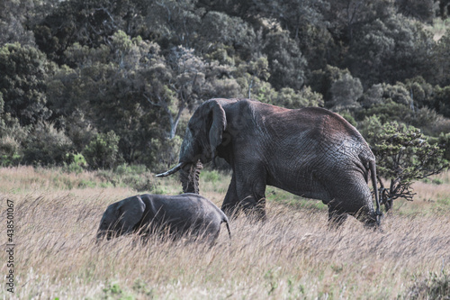 Maasai Mara National Park Safari Tour