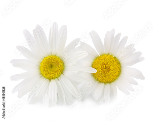 Fototapeta Naklejka Na Ścianę i Meble -  Chamomile flowers isolated on white background
