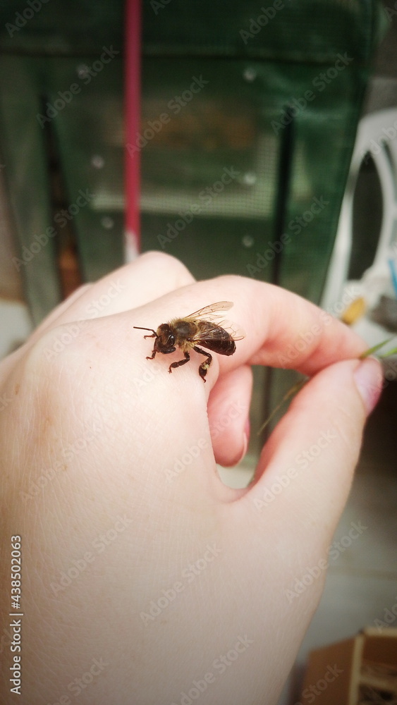 Biene auf der Hand