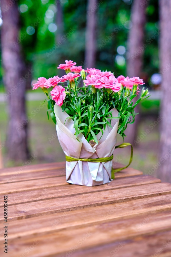 Many small pink cloves in vase on wooden table outdoor. Many small pink cloves in vase on wooden table outdoor.