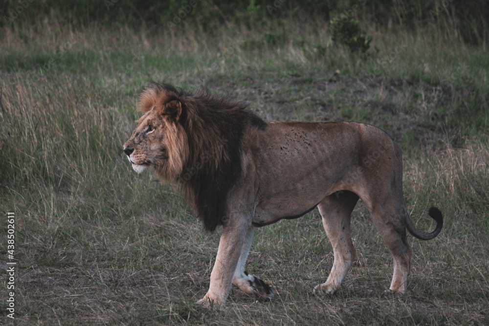 Maasai Mara National Park Safari Tour Maasai Mara National Park Safari Tour