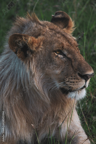 Fototapeta Naklejka Na Ścianę i Meble -  Maasai Mara National Park Safari Tour