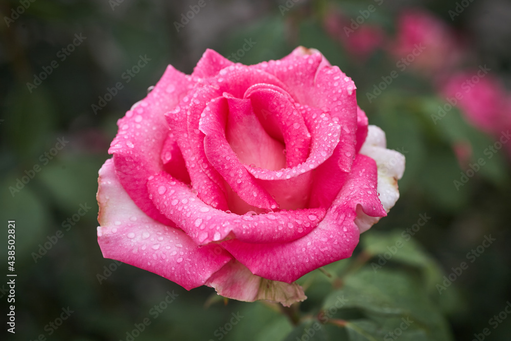 Colorful, beautiful, delicate rose with drops in the garden Colorful, beautiful, delicate rose with drops in the garden