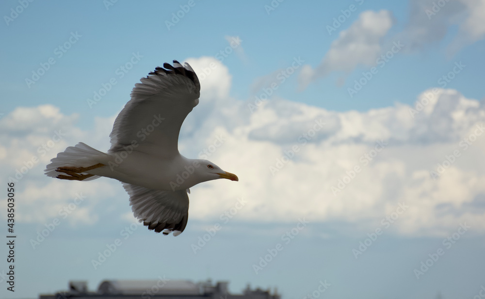 Obraz premium seagull in flight