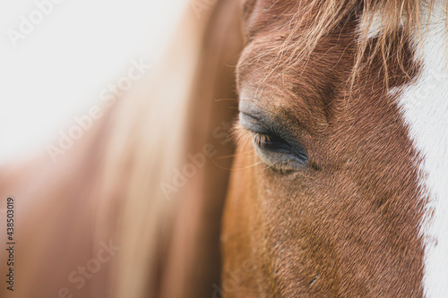 Horse head portrait. Close up - Eyes shut - relaxed . Beautiful horse