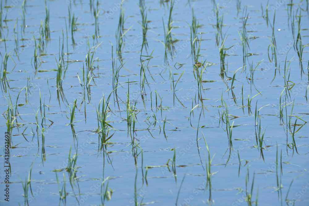 Obraz premium 水田の稲（稲の苗・田植え） / Paddy rice (rice seedlings , rice planting)