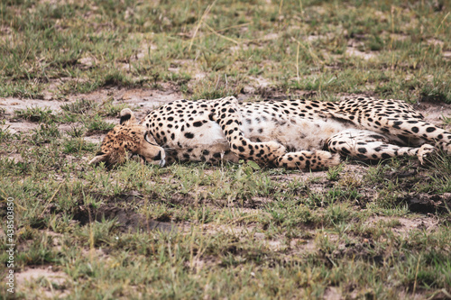 Maasai Mara National Park Safari Tour
