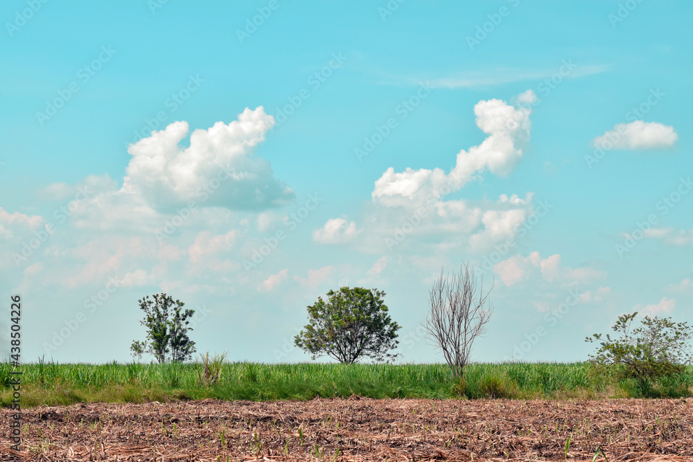 Obraz premium Caña de azúcar