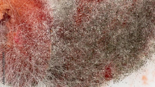 Time lapse of rotting crushed strawberries and the development of mold on a white background,