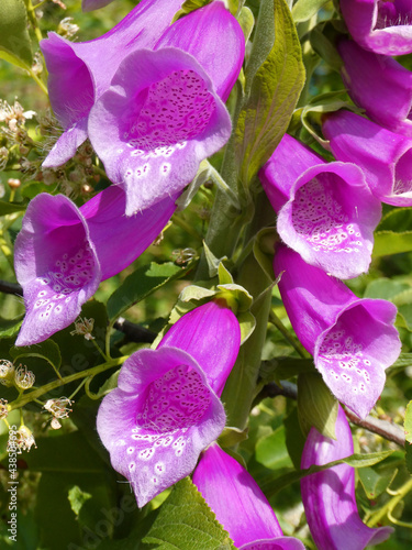 Close-up of purple digitalis flowers photo