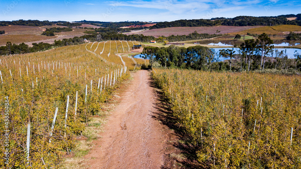 Fototapeta premium Apple orchard. Aerial view of apple orchard in autumn with yellowish leaves