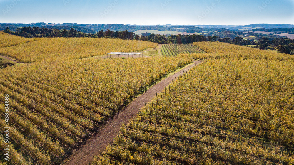 Apple orchard. Aerial view of apple orchard in autumn with yellowish leaves Apple orchard. Aerial view of apple orchard in autumn with yellowish leaves