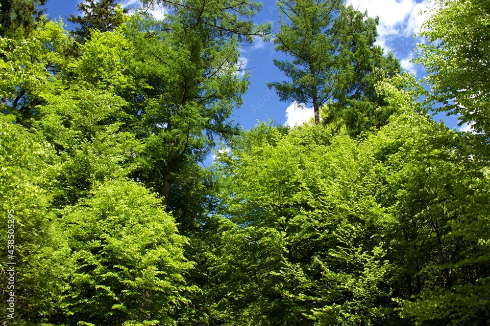 deciduous forest view up to tree tops with light green leaves and blue sky