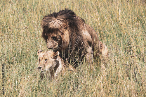 Maasai Mara National Park Safari Tour photo